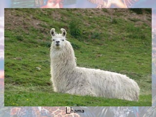 Lhama
 