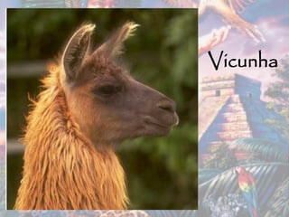 Vicunha
 