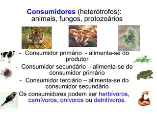 Consumidores (heterótrofos):
animais, fungos, protozoários

- Consumidor primário - alimenta-se do
produtor
- Consumidor secundário – alimenta-se do
consumidor primário
- Consumidor terciário – alimenta-se do
consumidor secundário
Os consumidores podem ser herbívoros,
carnívoros, onívoros ou detritívoros.

 