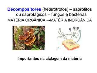 Decompositores (heterótrofos) – saprófitos
ou saprofágicos – fungos e bactérias
MATÉRIA ORGÂNICA →MATÉRIA INORGÂNICA

Importantes na ciclagem da matéria

 