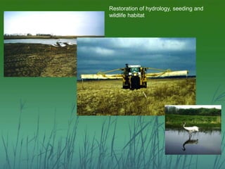 Restoration of hydrology, seeding and 
wildlife habitat 
 