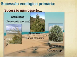 Sucessão ecológica primária:
Sucessão num deserto…
Gramineas
(Ammophila arenaria)

Pinheiros
(Pinus pinaster)
Carvalhos
(Quercus sp.)

 