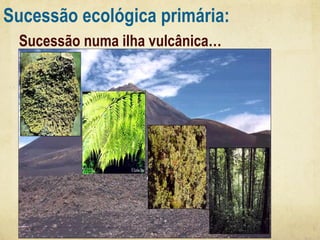 Sucessão ecológica primária:
Sucessão numa ilha vulcânica…
Liquenes

Fetos
Arbustos
Floresta

 