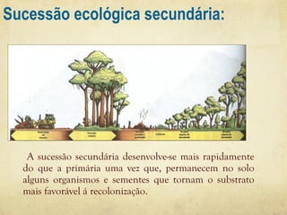 Sucessão ecológica secundária:

A sucessão secundária desenvolve-se mais rapidamente
do que a primária uma vez que, permanecem no solo
alguns organismos e sementes que tornam o substrato
mais favorável á recolonização.

 