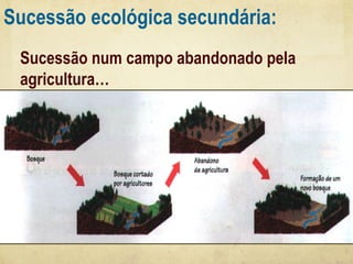 Sucessão ecológica secundária:
Sucessão num campo abandonado pela
agricultura…

 