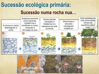 Sucessão ecológica primária:
Sucessão numa rocha nua…
A chuva e o vento
desintegram a
rocha

Espécies pioneiras
como líquenes,
instalam-se e
modificam a rocha,
iniciando a
formação do solo

Comunidade
Pioneira

Outras plantas
começam a
instalar-se e a
espessura do solo
aumenta

Gramíneas e
arbustos
conseguem
instalar-se.

Está estabelecida
uma comunidade
climax em
equilíbrio com o
meio.

 
