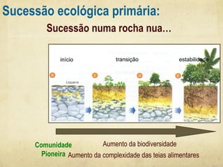Sucessão ecológica primária:
Sucessão numa rocha nua…
início

transição

estabilidade

Aumento da biodiversidade
Comunidade
Pioneira Aumento da complexidade das teias alimentares

 