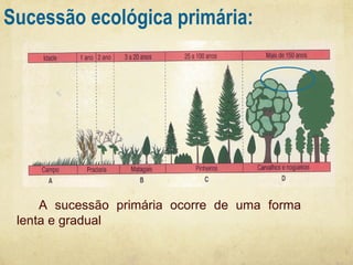 Sucessão ecológica primária:

A sucessão primária ocorre de uma forma
lenta e gradual

 