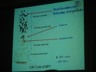 34. the dna viruses i