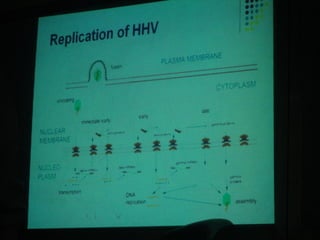 34. the dna viruses ii