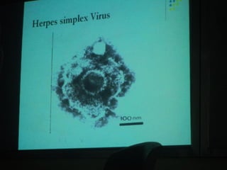 34. the dna viruses ii