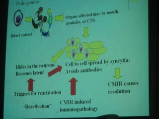 34. the dna viruses ii