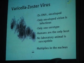 34. the dna viruses ii