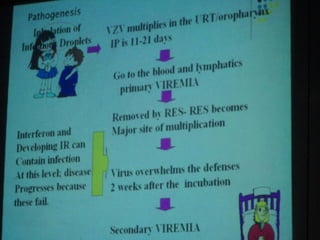 34. the dna viruses ii