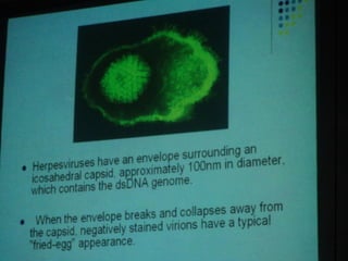 34. the dna viruses ii