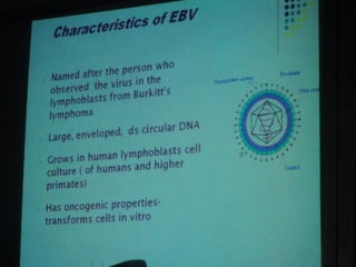 34. the dna viruses ii
