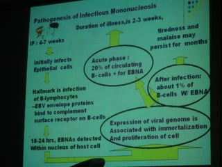34. the dna viruses ii