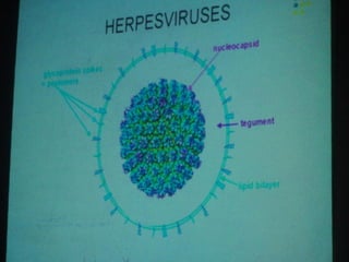 34. the dna viruses ii
