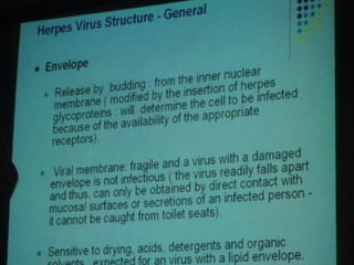 34. the dna viruses ii