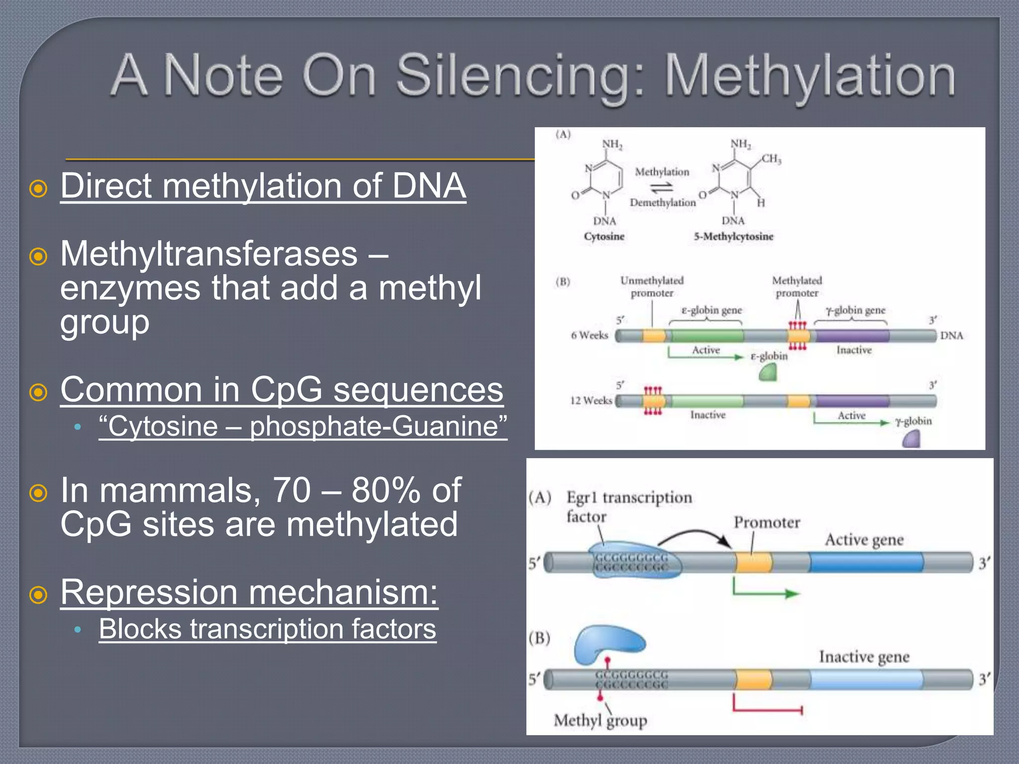  Direct methylation of DNA
 Methyltransferases –
enzymes that add a methyl
group
 Common in CpG sequences
• “Cytosine – phosphate-Guanine”
 In mammals, 70 – 80% of
CpG sites are methylated
 Repression mechanism:
• Blocks transcription factors
 