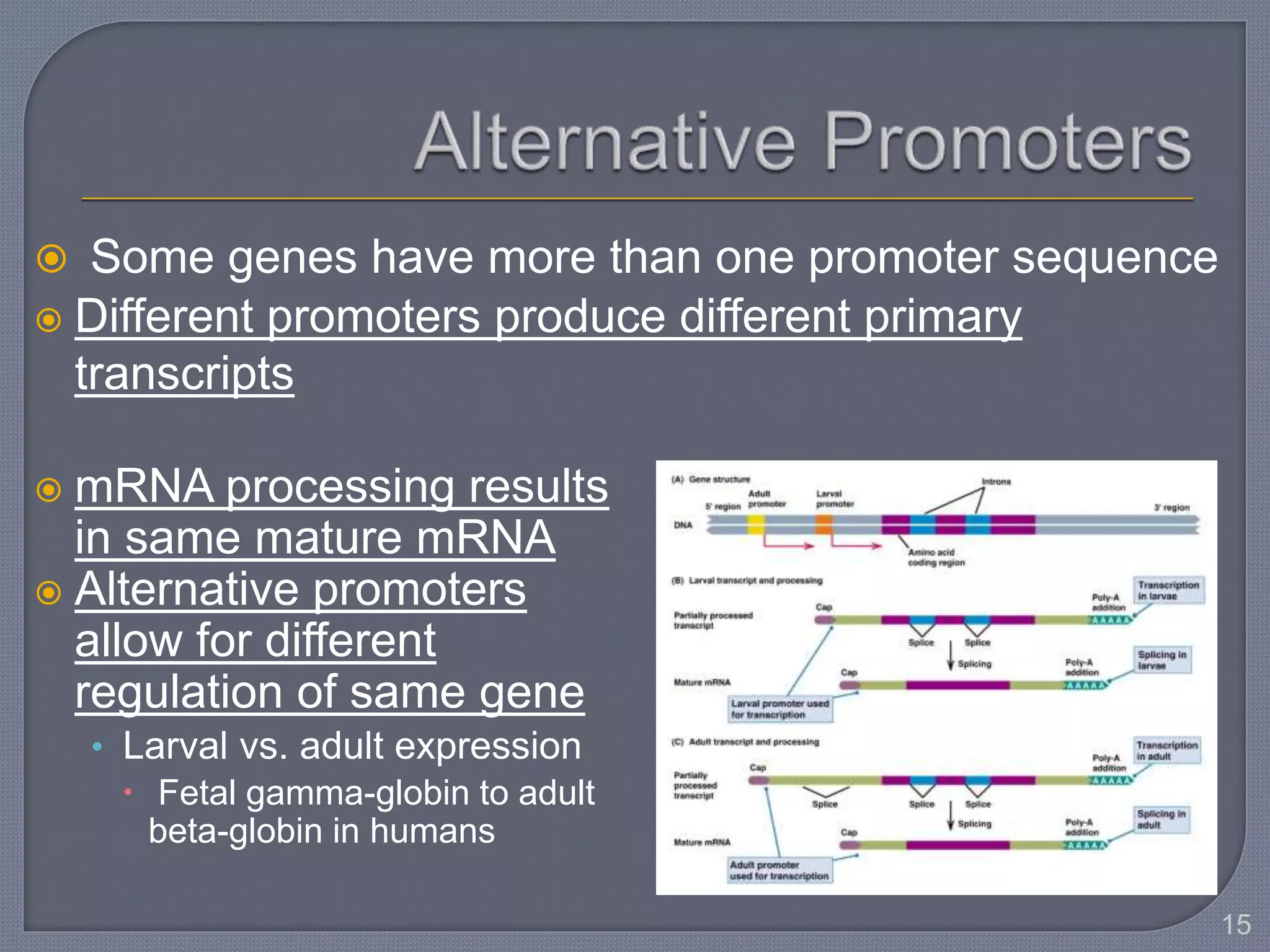  mRNA processing results
in same mature mRNA
 Alternative promoters
allow for different
regulation of same gene
• Larval vs. adult expression
 Fetal gamma-globin to adult
beta-globin in humans
15
 Some genes have more than one promoter sequence
 Different promoters produce different primary
transcripts
 