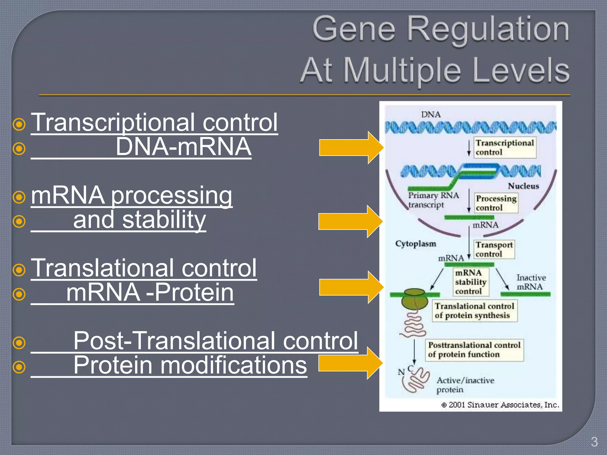  Transcriptional control
 DNA-mRNA
 mRNA processing
 and stability
 Translational control
 mRNA -Protein
 Post-Translational control
 Protein modifications
3
 