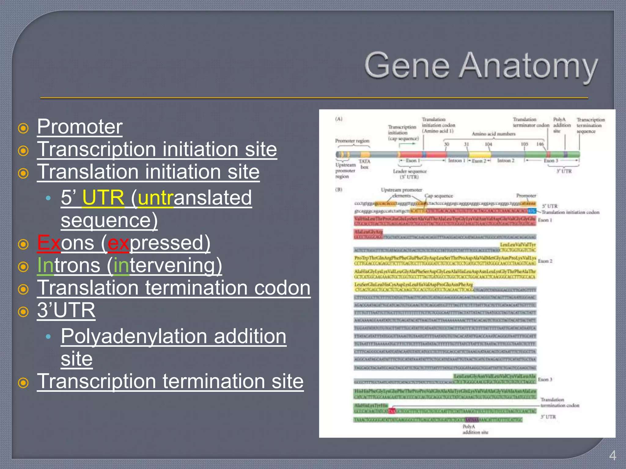  Promoter
 Transcription initiation site
 Translation initiation site
• 5’ UTR (untranslated
sequence)
 Exons (expressed)
 Introns (intervening)
 Translation termination codon
 3’UTR
• Polyadenylation addition
site
 Transcription termination site
4
 