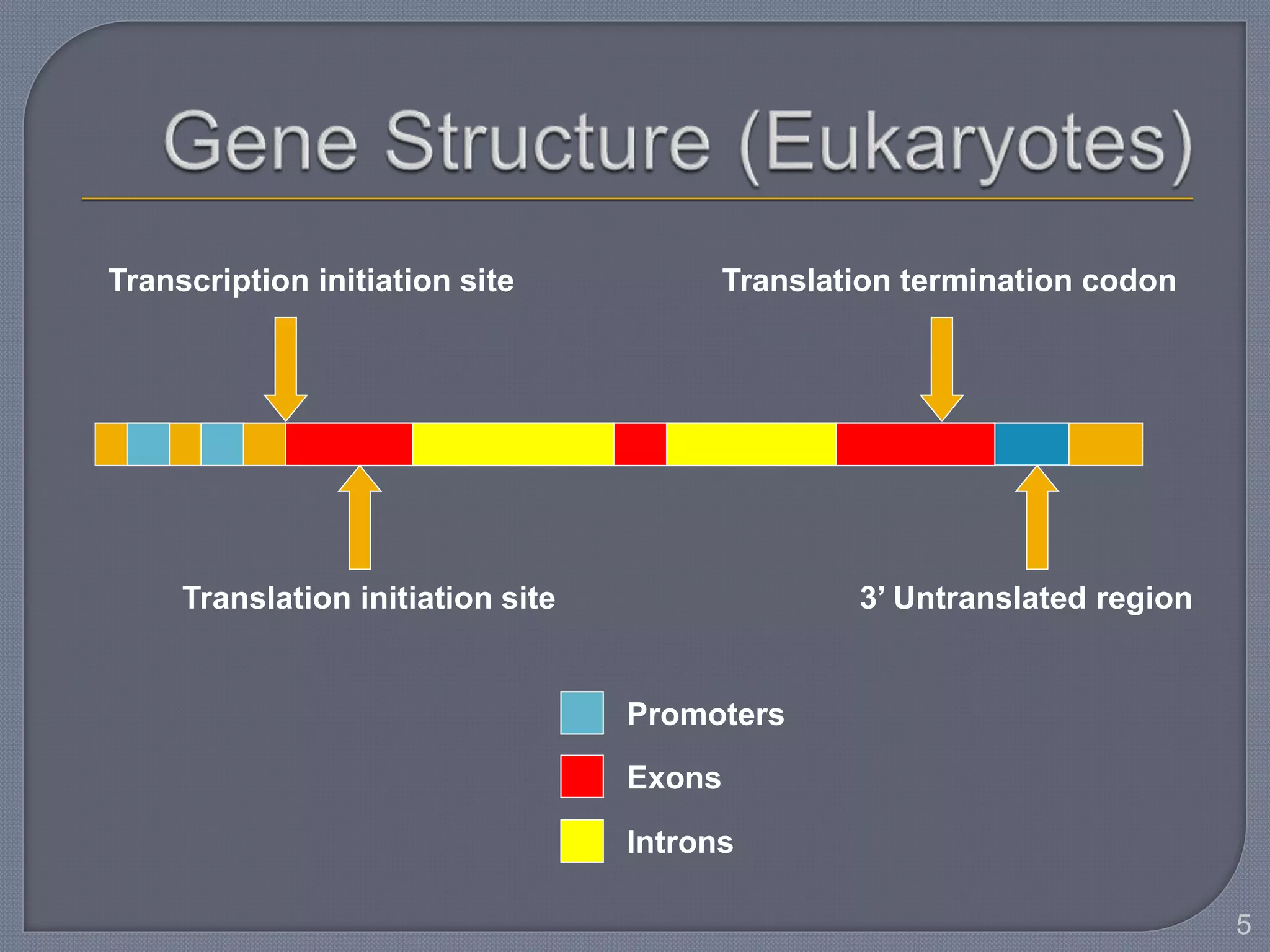 5
Transcription initiation site
Translation initiation site
Translation termination codon
3’ Untranslated region
Promoters
Exons
Introns
 