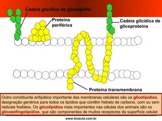 www.bioaula.com.br
Proteína transmembrana
Cadeia gilcídica de
glicoproteína
Proteína
periférica
Cadeia glicídica de glicolipídio
Outro constituinte anfipático importante das membranas celulares são os glicolipídios,
designação genérica para todos os lipídios que contêm hidrato de carbono, com ou sem
radicais fosfatos. Os glicolipídios mais importantes nas células dos animais são os
glicoesfingolipídios, que são componentes de muitos receptores da superfície celular.
 