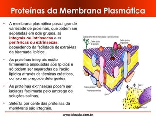 www.bioaula.com.br
Proteínas da Membrana Plasmática
• A membrana plasmática possui grande
variedade de proteínas, que podem ser
separadas em dois grupos, as
integrais ou intrínsecas e as
periféricas ou extrínsecas,
dependendo da facilidade de extraí-las
da bicamada lipídica.
• As proteínas integrais estão
firmemente associadas aos lipídios e
só podem ser separadas da fração
lipídica através de técnicas drásticas,
como o emprego de detergentes.
• As proteínas extrínsecas podem ser
isoladas facilmente pelo emprego de
soluções salinas.
• Setenta por cento das proteínas da
membrana são integrais.
 