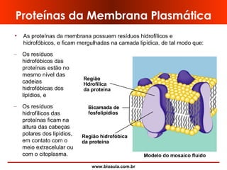 www.bioaula.com.br
Região
Hdrofílica
da proteína
Bicamada de
fosfolipídios
Região hidrofóbica
da proteína
Modelo do mosaico fluido
Proteínas da Membrana Plasmática
– Os resíduos
hidrofóbicos das
proteínas estão no
mesmo nível das
cadeias
hidrofóbicas dos
lipídios, e
– Os resíduos
hidrofílicos das
proteínas ficam na
altura das cabeças
polares dos lipídios,
em contato com o
meio extracelular ou
com o citoplasma.
• As proteínas da membrana possuem resíduos hidrofílicos e
hidrofóbicos, e ficam mergulhadas na camada lipídica, de tal modo que:
 