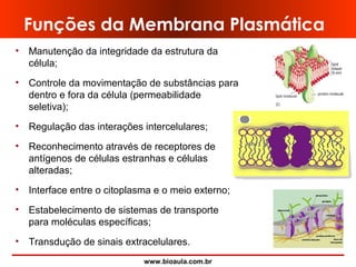 www.bioaula.com.br
Funções da Membrana Plasmática
• Manutenção da integridade da estrutura da
célula;
• Controle da movimentação de substâncias para
dentro e fora da célula (permeabilidade
seletiva);
• Regulação das interações intercelulares;
• Reconhecimento através de receptores de
antígenos de células estranhas e células
alteradas;
• Interface entre o citoplasma e o meio externo;
• Estabelecimento de sistemas de transporte
para moléculas específicas;
• Transdução de sinais extracelulares.
 