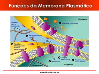 www.bioaula.com.br
Funções da Membrana Plasmática
Fibras da
matriz
extracelular
Citoesqueleto Citoplasma
Adesão do
citoesqueleto
à matriz
extracelular
a
b
Reconhecimento
celular
c
d
Atividade enzimática
Transporte
e Junção
Intercelular f Reconhecimento
célula-célula
Citoplasma
 