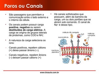 www.bioaula.com.br
Poros ou Canais
• São passagens que permitem a
comunicação entre o lado externo e
o interno da célula.
• Os canais podem possuir carga
positiva, negativa ou serem
destituídos de carga elétrica. A
carga se origina de grupos laterais
de proteínas, como COO-
e NH3
+.
• A natureza da carga seleciona os
íons:
– Canais positivos, repelem cátions
(+) deixa passar ânions (–).
– Canais negativos, repelem ânions
(–) deixam passar cátions (+)
• Há canais sofisticados que
possuem, além da barreira da
carga, um ou dois portões que se
abrem sob comando. O canal de
Na+
é desse tipo.
 