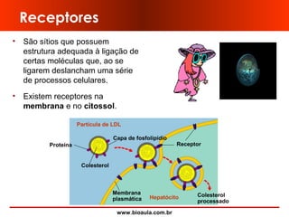 www.bioaula.com.br
Receptores
• São sítios que possuem
estrutura adequada à ligação de
certas moléculas que, ao se
ligarem deslancham uma série
de processos celulares.
• Existem receptores na
membrana e no citossol.
Membrana
plasmática Hepatócito Colesterol
processado
Colesterol
Proteína
Partícula de LDL
Capa de fosfolipídio
Receptor
 