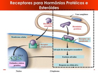 www.bioaula.com.br
Receptores para Hormônios Protéicos e
Esteróides
Hormônios
esteróides
Núcleo Citoplasma
Receptor na
membrana
Vaso sangüíneo
Hormônios
protéicos
Membrana celular
Receptor
citoplasmático
Ativação do mensageiro secundário
Enzimas ativadas
Resposta na célula-alvo
Estimula a síntese
protéica
 