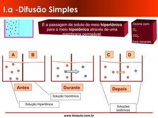www.bioaula.com.br
I.a -Difusão Simples
É a passagem de soluto do meio hipertônico
para o meio hipotônico através de uma
membrana permeável.
A B
Antes Durante
C D
Depois
Solução Hipertônica
Solução hipotônica
Ocorre com:
O2,
CO2,
Íons minerais.
Soluções
isotônicas
 