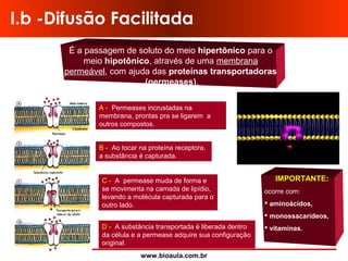 www.bioaula.com.br
I.b -Difusão Facilitada
É a passagem de soluto do meio hipertônico para o
meio hipotônico, através de uma membrana
permeável, com ajuda das proteínas transportadoras
(permeases).
A - Permeases incrustadas na
membrana, prontas pra se ligarem a
outros compostos.
B - Ao tocar na proteína receptora,
a substância é capturada.
C - A permease muda de forma e
se movimenta na camada de lipídio,
levando a molécula capturada para o
outro lado.
D - A substância transportada é liberada dentro
da célula e a permease adquire sua configuração
original.
IMPORTANTE:IMPORTANTE:
ocorre com:
 aminoácidos,
 monossacarídeos,
 vitaminas.
 