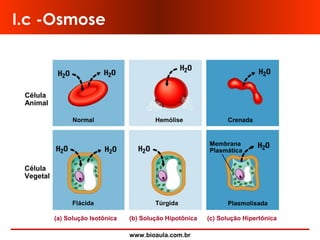 www.bioaula.com.br
Célula
Animal
Normal Hemólise
Plasmolisada
Célula
Vegetal
Flácida Túrgida
Membrana
Plasmática
(a) Solução Isotônica (b) Solução Hipotônica (c) Solução Hipertônica
Crenada
I.c -Osmose
 