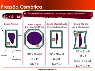 www.bioaula.com.br
Pressão Osmótica
SC = SI - M
SC: força de sucção celular total SI: sucção interna do vacúolo
M: força de resistência da parede celular.
SC = SI – M
SI = M
SC = 0
SC = SI – M
M = 0
SC = SI
SC = SI – M
M < 0
SC = SI – ( -M )
SC = SI + M
Célula Normal
P.C
M.P.
Núcleo
Citoplasma
Vacúolo
Célula Túrgida
Em meio hipotônico
Célula plasmolisada
Em meio hipertônico
Célula Murcha
Ao ar atmosférico
 