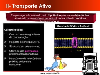 www.bioaula.com.br
II- Transporte Ativo
É a passagem de soluto do meio hipotônico para o meio hipertônico,
através de uma membrana permeável, com auxílio de proteínas
transportadoras.
Características:
1. Ocorre contra um gradiente
de concentração.
2. Há gasto de energia (ATP).
3. Só ocorre em células vivas.
4. Utiliza-se das permeases,
proteínas transportadoras.
5. Há acúmulo de mitocôndrias
próximo ao local de
transporte.
Bomba de Sódio e Potássio
 