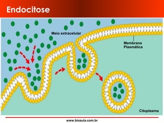 www.bioaula.com.br
Endocitose
Meio extracelular
Citoplasma
Membrana
Plasmática
 