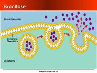 www.bioaula.com.br
Exocitose
Meio extracelular
Membrana
Plasmática
Citoplasma
 