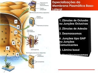 www.bioaula.com.br
1. Zônulas de Oclusão
ou Junções Oclusivas
2. Zônulas de Adesão
3. Desmossomos
4. Junções tipo GAP
ou Junções
Comunicantes
5. Lâmina basal
6. Hemidesmossomos
1
2
3
4
5
6
Especializações da
Membrana Plasmática Baso-
Lateral
 
