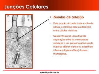 www.bioaula.com.br
Junções Celulares
• Zônulas de adesão
- Esta junção circunda toda a volta da
célula e contribui para a aderência
entre células vizinhas.
- Nesta zônula há uma discreta
separação entre as membranas
celulares e um pequeno acúmulo de
material elétron-denso na superfície
interna (citoplasmática) dessas
membranas.
 