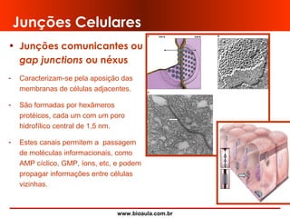 www.bioaula.com.br
Junções Celulares
• Junções comunicantes ou
gap junctions ou néxus
- Caracterizam-se pela aposição das
membranas de células adjacentes.
- São formadas por hexâmeros
protéicos, cada um com um poro
hidrofílico central de 1,5 nm.
- Estes canais permitem a passagem
de moléculas informacionais, como
AMP cíclico, GMP, íons, etc, e podem
propagar informações entre células
vizinhas.
 