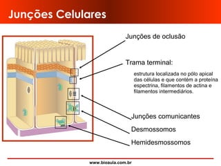 www.bioaula.com.br
Junções de oclusão
Trama terminal:
estrutura localizada no pólo apical
das células e que contém a proteína
espectrina, filamentos de actina e
filamentos intermediários.
Junções comunicantes
Desmossomos
Hemidesmossomos
Junções Celulares
 