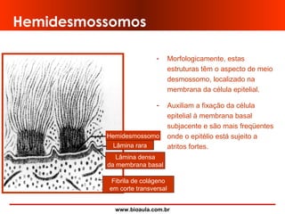 www.bioaula.com.br
Hemidesmossomos
- Morfologicamente, estas
estruturas têm o aspecto de meio
desmossomo, localizado na
membrana da célula epitelial.
- Auxiliam a fixação da célula
epitelial à membrana basal
subjacente e são mais freqüentes
onde o epitélio está sujeito a
atritos fortes.
Hemidesmossomo
Fibrila de colágeno
em corte transversal
Lâmina densa
da membrana basal
Lâmina rara
 