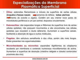 www.bioaula.com.br
Especializações da Membrana
Plasmática Superficial
• Cílios: extensões filamentosas e móveis da superfície de certas células
(traquéia e fossas nasais mecanismos de defesa; tubas uterinas
movimento do ovócito e zigoto). Contêm em seu interior nove pares de
microtúbulos periféricos e um par central, dispostos circularmente.
• Estereocílios: são expansões longas e filiformes da superfície livre de certas
células epiteliais; não possuem movimentos e são encontrados nas células
epiteliais que revestem o ducto deferente. Aumentam a superfície celular,
facilitando a absorção de água e outras moléculas.
• Flagelos: têm estrutura semelhante à dos cílios, porém são mais longos.
Estão presentes nos espermatozóides.
• Microvilosidades ou microvilos: expansões digitiformes do citoplasma
recoberta por membrana e contendo numerosos microfilamentos de actina.
Aumentam a superfície de absorção (intestino delgado e túbulos contorcidos
proximais dos rins).
 