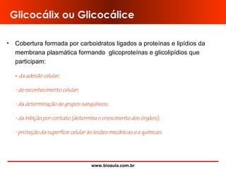 www.bioaula.com.br
Glicocálix ou Glicocálice
• Cobertura formada por carboidratos ligados a proteínas e lipídios da
membrana plasmática formando glicoproteínas e glicolipídios que
participam:
- da adesão celular;
- do reconhecimento celular;
- da determinação de grupos sangüíneos;
- da inibição por contato (determina o crescimento dos órgãos);
- proteção da superfície celular às lesões mecânicas e e químicas.
 